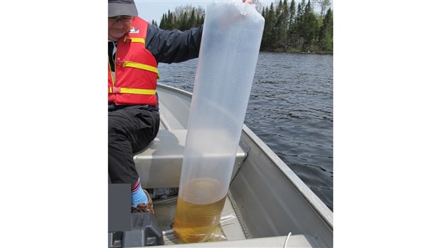 Plus de 10 000 larves de dorés dans le lac Boissonneault