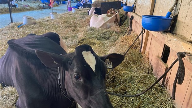 Plus de 20 000 visiteurs attendus pour l’Exposition agricole de Richmond