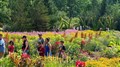 Dimanche gratuit au musée : fort engouement au Parc Marie-Victorin 