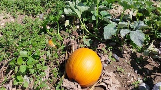 Manquera-t-il de citrouilles à l’Halloween ?