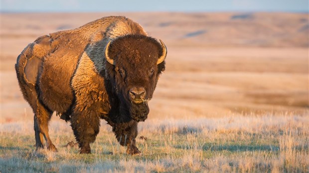 Le bison est en fête à Saint-Claude