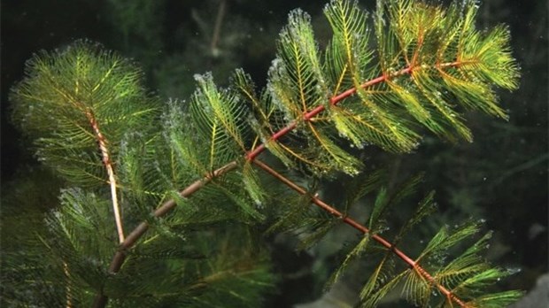 Myriophylle à épis — La lutte continue