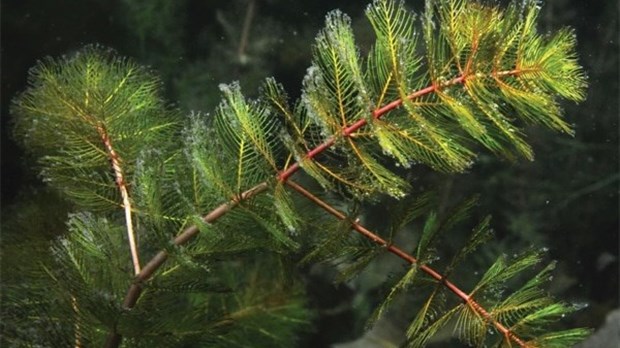 Myriophylle à épis — La lutte continue