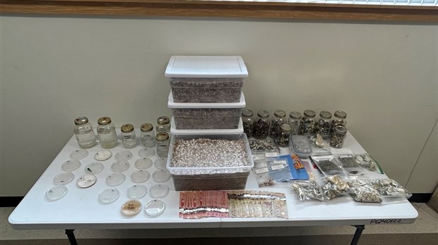 Importante perquisition en matière de stupéfiants à Danville