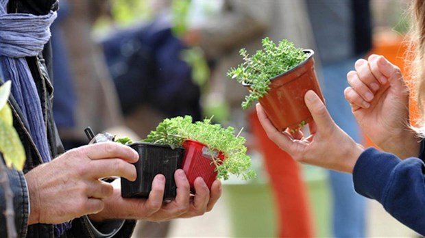 Échange de plants au Marché champêtre de Melbourne
