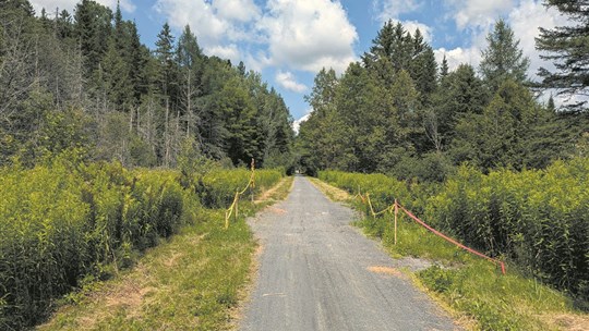 Travaux sur le sentier de la Vallée
