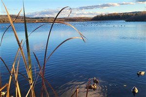 La 21e édition de la Fête des oiseaux migrateurs à Danville
