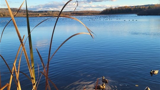 La 21e édition de la Fête des oiseaux migrateurs à Danville