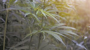 Collaboration francophone pour le développement de la filière du chanvre avec une région albertaine