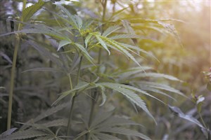 Collaboration francophone pour le développement de la filière du chanvre avec une région albertaine