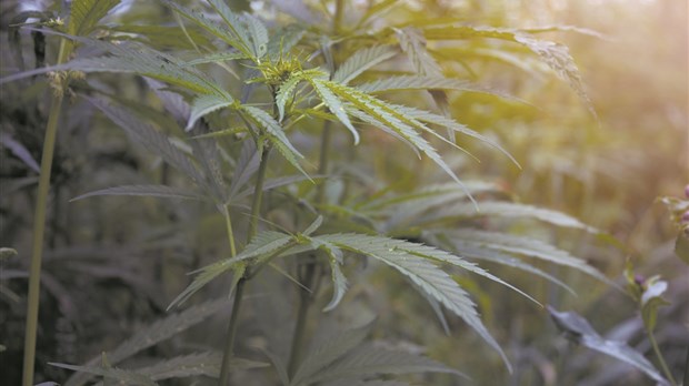 Collaboration francophone pour le développement de la filière du chanvre avec une région albertaine