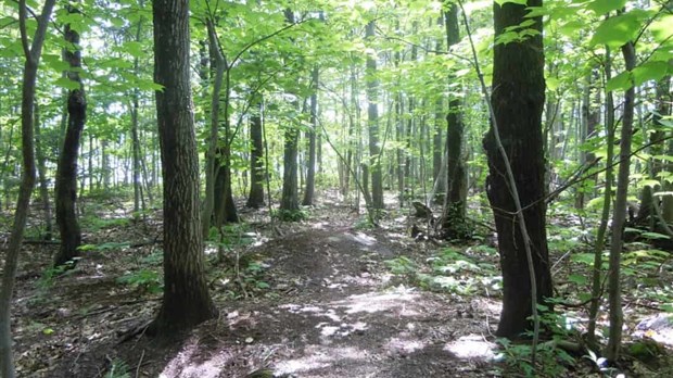 Forêt : des nuances à apporter…