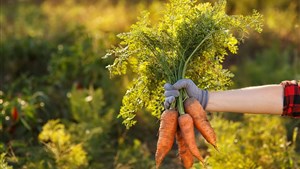 Des carottes pour Moisson Estrie grâce au travail des bénévoles