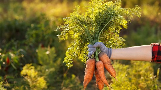 Des carottes pour Moisson Estrie grâce au travail des bénévoles