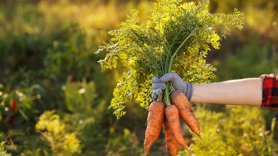Des carottes pour Moisson Estrie grâce au travail des bénévoles