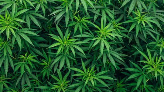 La Sûreté du Québec sensibilise les agriculteurs sur la culture de cannabis illicite