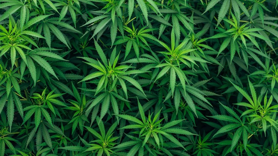 La Sûreté du Québec sensibilise les agriculteurs sur la culture de cannabis illicite