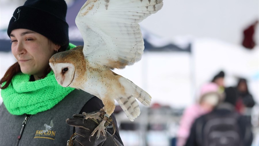 Les oiseaux de proie s’invitent au Carnaval de Saint-Claude