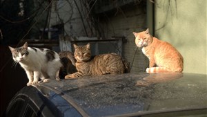 La SPA capture les chats errants dans un secteur à Saint-Denis