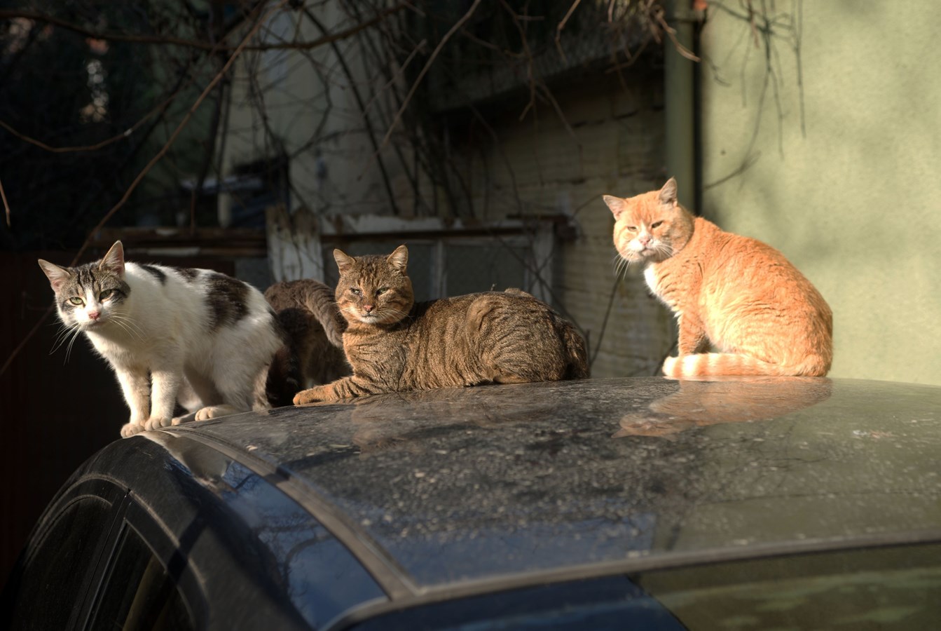 La SPA capture les chats errants dans un secteur à Saint-Denis