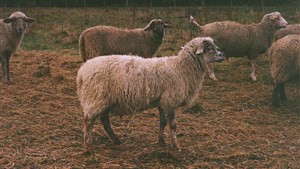 Une série de 20 portraits de producteurs agricoles et forestiers