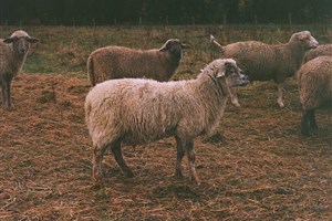 Une série de 20 portraits de producteurs agricoles et forestiers