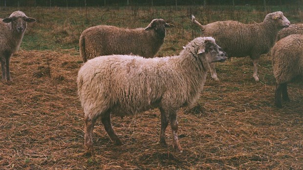 Une série de 20 portraits de producteurs agricoles et forestiers