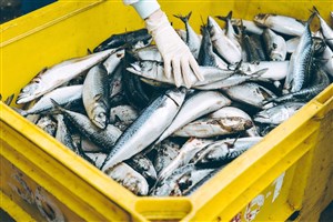 L’ancien Provigo devient une usine de transformation de poisson