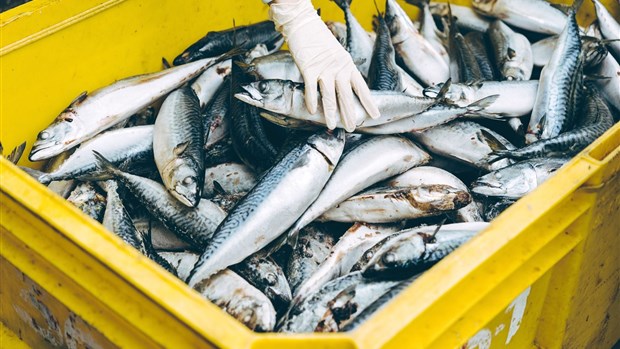 L’ancien Provigo devient une usine de transformation de poisson