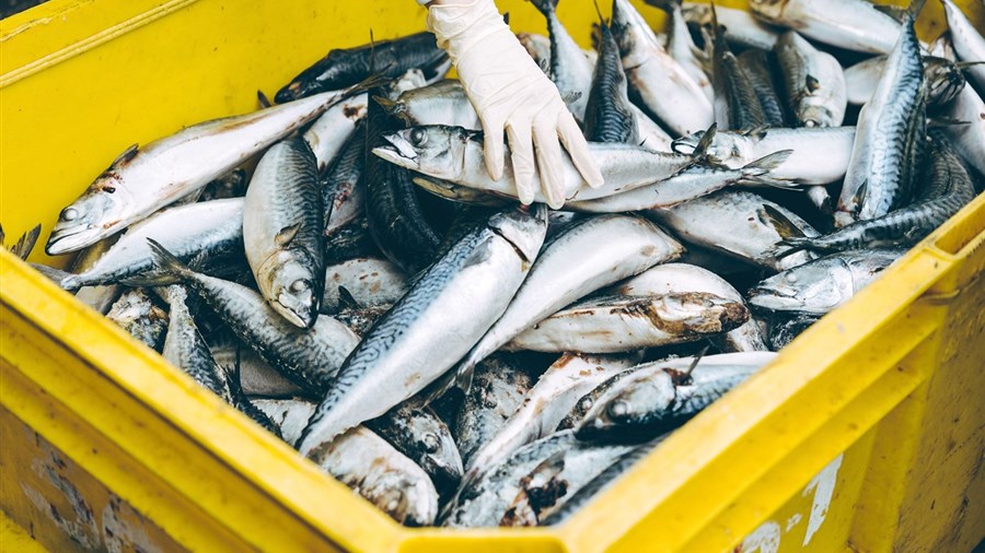 L’ancien Provigo devient une usine de transformation de poisson