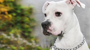 Parce que son chien a mordu, il doit payer 846 $