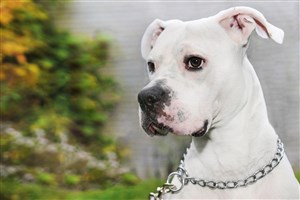 Parce que son chien a mordu, il doit payer 846 $
