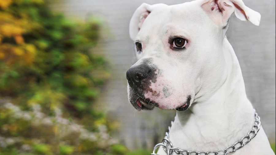 Parce que son chien a mordu, il doit payer 846 $